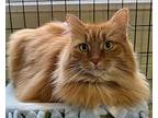 Reba, Domestic Longhair For Adoption In Holland, Michigan