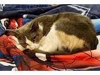 Roxy, Calico For Adoption In Turnersville, New Jersey