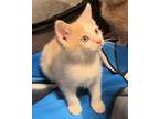 Hunter, American Shorthair For Adoption In Turnersville, New Jersey