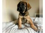 Mastiff Mix DOG FOR ADOPTION RGADN-1219200 - Stella - English Mastiff / Mixed