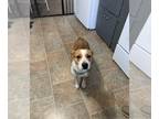 Beagle Mix DOG FOR ADOPTION RGADN-1225622 - Daisy - Cattle Dog / Beagle / Mixed