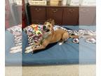 Carolina Dog Mix DOG FOR ADOPTION RGADN-1229644 - CoCo - Shepherd / Carolina Dog