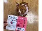 Adopt Daisy Duke a Red/Golden/Orange/Chestnut - with White American Pit Bull