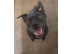 Adopt Lucy a Black Labrador Retriever / Boston Terrier / Mixed dog in Woodland