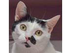 Adopt Nibbet a White (Mostly) Domestic Shorthair / Mixed (short coat) cat in