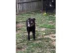 Adopt Biscuit a Labrador Retriever / Australian Cattle Dog / Mixed dog in Garden
