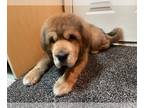 Tibetan Mastiff PUPPY FOR SALE ADN-841417 - Lucky Number 11