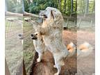 Great Pyrenees PUPPY FOR SALE ADN-841402 - Farm and Livestock Guardian