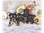 Yorkshire Terrier PUPPY FOR SALE ADN-841368 - 4 boys