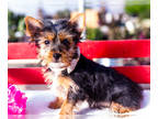Yorkshire Terrier PUPPY FOR SALE ADN-841367 - Yorkie puppy for sale Wakarusa IN