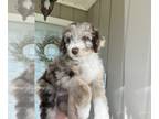 Aussiedoodle PUPPY FOR SALE ADN-841365 - F1 Aussiedoodles