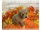 Cavapoo PUPPY FOR SALE ADN-841358 - Lucy is Reserved