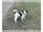 Shih-Poo PUPPY FOR SALE ADN-841355 - Shihpoo puppy female
