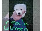 Great Pyrenees PUPPY FOR SALE ADN-841349 - Great Pyrenees