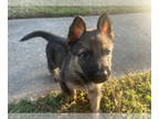 German Shepherd Dog PUPPY FOR SALE ADN-841339 - Pawsome Litter of 8 German