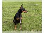 Doberman Pinscher PUPPY FOR SALE ADN-841329 - Black and rust Male