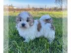 Zuchon PUPPY FOR SALE ADN-841328 - Teddy Bear Puppy