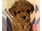Poodle (Toy) PUPPY FOR SALE ADN-841322 - Beautiful Toy Red Poodles
