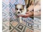 Pomeranian PUPPY FOR SALE ADN-841320 - Zoey