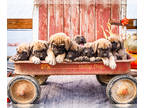 Mastiff PUPPY FOR SALE ADN-841319 - AKC English Mastiff puppies for sale Elkhart