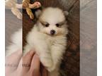 Pomeranian PUPPY FOR SALE ADN-841318 - Finn