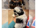Pom-A-Poo-Shih Tzu Mix PUPPY FOR SALE ADN-841303 - Shih Pom Poo