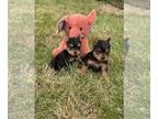 Yorkshire Terrier PUPPY FOR SALE ADN-841290 - Yorkies