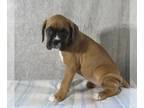 Boxer PUPPY FOR SALE ADN-841283 - Boxer puppies