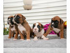 Boxer PUPPY FOR SALE ADN-841277 - Beautiful AKC Boxer Puppies