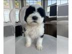 Sheepadoodle PUPPY FOR SALE ADN-841263 - Sheepadoodle puppies