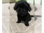 Maltipoo-Shih Tzu Mix PUPPY FOR SALE ADN-841262 - Akc Shihtzu bread with