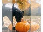 Cane Corso PUPPY FOR SALE ADN-841235 - Lamborghini
