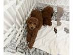 Goldendoodle (Miniature) PUPPY FOR SALE ADN-841412 - F2B Mini Goldendoodle 13