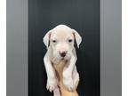 Dogo Argentino PUPPY FOR SALE ADN-841406 - Dogo Argentino Puppies Litter of 9