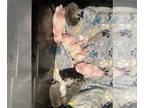 French Bulldog PUPPY FOR SALE ADN-841405 - French bulldog