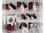 Cavalier King Charles Spaniel PUPPY FOR SALE ADN-841401 - AKC Cavalier Pups