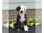 Portuguese Water Dog PUPPY FOR SALE ADN-841394 - Sweet and Smart girl