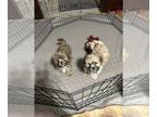 Shih-Poo PUPPY FOR SALE ADN-841354 - Shihpoo puppy male