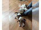 German Shorthaired Pointer PUPPY FOR SALE ADN-841299 - 3 female GSP puppies