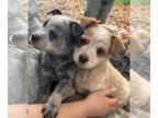 Australian Cattle Dog PUPPY FOR SALE ADN-841255 - Australian Cattle Dog