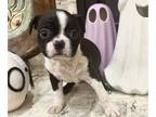 Faux Frenchbo Bulldog PUPPY FOR SALE ADN-841253 - Frenchton puppies