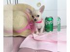 Chihuahua PUPPY FOR SALE ADN-841416 - Cream Colored Chihuahua Girl Puppy