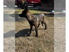 Belgian Malinois PUPPY FOR SALE ADN-841415 - AKC Belgian Malinois