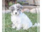 Bernedoodle (Miniature) PUPPY FOR SALE ADN-841384 - Micro Mini Bernedoodle