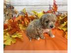 Cavapoo PUPPY FOR SALE ADN-841363 - Finn is Reserved