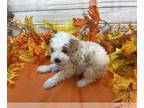 Cavapoo PUPPY FOR SALE ADN-841362 - Duke