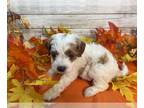 Cavapoo PUPPY FOR SALE ADN-841361 - Jack