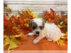 Cavapoo PUPPY FOR SALE ADN-841360 - Sadie