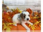 Cavapoo PUPPY FOR SALE ADN-841359 - Sophia