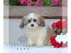 Zuchon PUPPY FOR SALE ADN-841346 - f1 Shichon